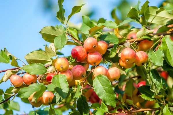 Yaban elması ve yaban elması. Malus, gülgiller (Rosaceae) familyasından bir elma ağacı cinsidir.