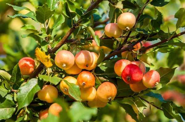 Yaban elması ve yaban elması. Malus, gülgiller (Rosaceae) familyasından bir elma ağacı cinsidir.