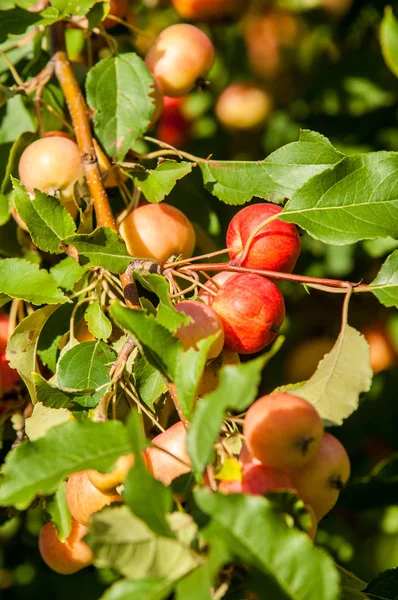 Rákalma Vadalma Malus Rosaceae Családba Tartozó Kis Lombhullató Almafajok Vagy — Stock Fotó