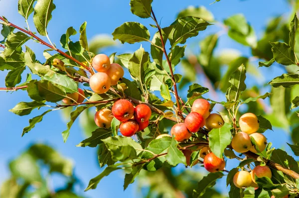 Rákalma Vadalma Malus Rosaceae Családba Tartozó Kis Lombhullató Almafajok Vagy — Stock Fotó