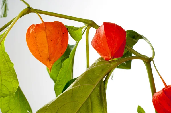 Physalis. Avrupa çalı 