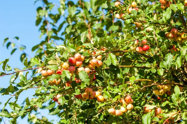 Yaban elması ve yaban elması. Malus, gülgiller (Rosaceae) familyasından bir elma ağacı cinsidir.