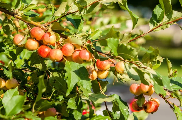 Rákalma Vadalma Malus Rosaceae Családba Tartozó Kis Lombhullató Almafajok Vagy — Stock Fotó