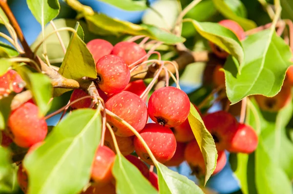 Yaban elması ve yaban elması. Malus, gülgiller (Rosaceae) familyasından bir elma ağacı cinsidir.