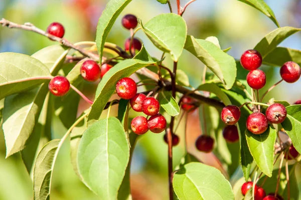 Yaban elması ve yaban elması. Malus, gülgiller (Rosaceae) familyasından bir elma ağacı cinsidir.