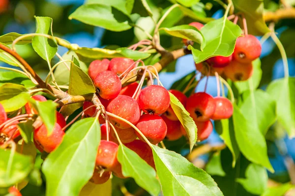 Yaban elması ve yaban elması. Malus, gülgiller (Rosaceae) familyasından bir elma ağacı cinsidir.