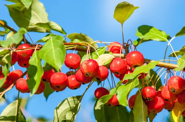 Yaban elması ve yaban elması. Malus, gülgiller (Rosaceae) familyasından bir elma ağacı cinsidir.
