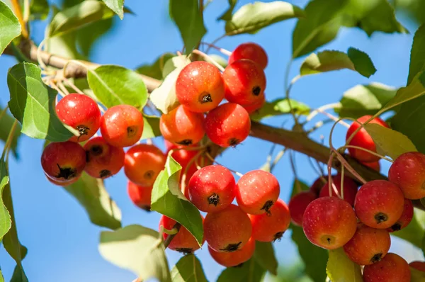Yaban elması ve yaban elması. Malus, gülgiller (Rosaceae) familyasından bir elma ağacı cinsidir.