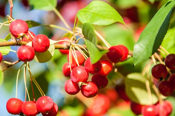 Cangrejo Manzana Silvestre Malus Género Manzanos Perteneciente Familia Rosaceae — Foto de Stock