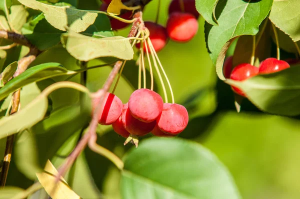 Yaban elması ve yaban elması. Malus, gülgiller (Rosaceae) familyasından bir elma ağacı cinsidir.