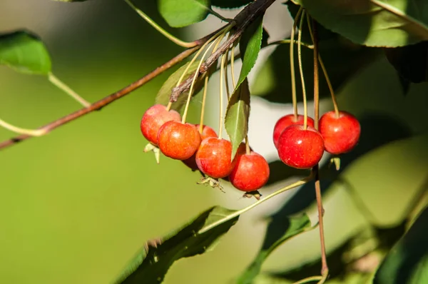 Крабапл Дике Яблуко Malus Рід Дрібних Листяних Яблунь Або Кущів — стокове фото