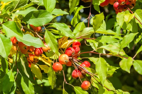 覆盆子和野苹果马鲁氏属 Malus 是蔷薇科的一种小型落叶苹果树或灌木 — 图库照片