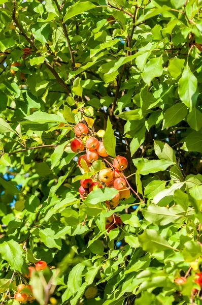 Yaban elması ve yaban elması. Malus, gülgiller (Rosaceae) familyasından bir elma ağacı cinsidir.