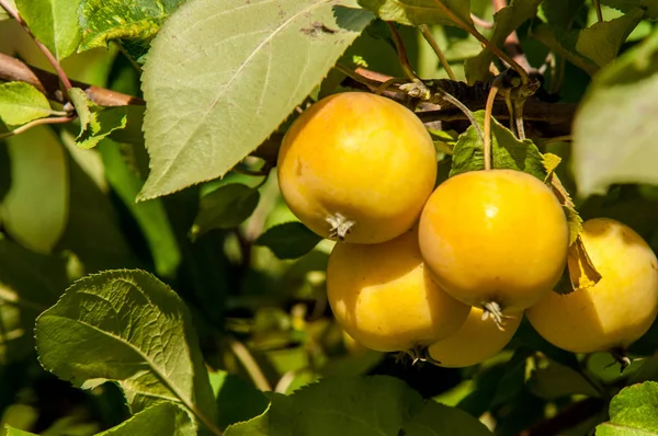 사과와 와일드 Malus Rosaceae 낙엽수 — 스톡 사진