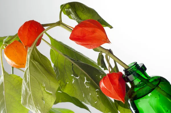 Physalis. Avrupa çalı 