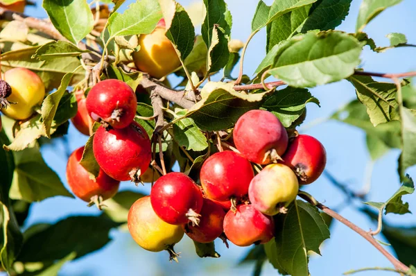 Yaban elması ve yaban elması. Malus, gülgiller (Rosaceae) familyasından bir elma ağacı cinsidir.