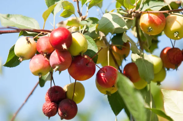 사과와 와일드 Malus Rosaceae 낙엽수 — 스톡 사진