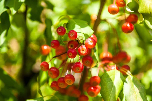 Caranguejo Maçã Selvagem Malus Género Botânico Pertencente Família Rosaceae — Fotografia de Stock