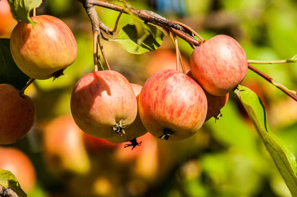 Yaban elması ve yaban elması. Malus, gülgiller (Rosaceae) familyasından bir elma ağacı cinsidir.