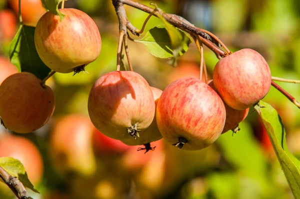 Yaban elması ve yaban elması. Malus, gülgiller (Rosaceae) familyasından bir elma ağacı cinsidir.