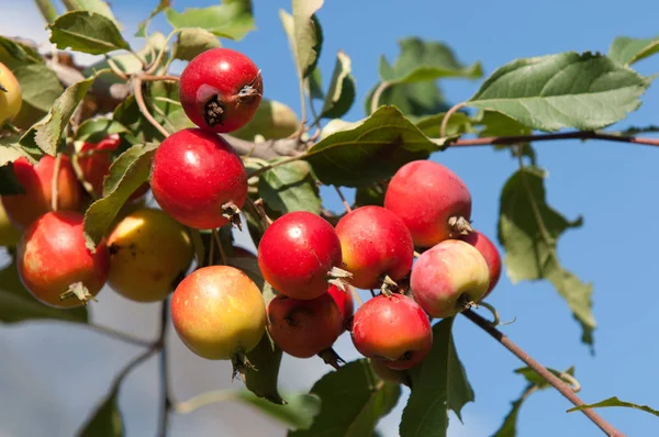 Yaban elması ve yaban elması. Malus, gülgiller (Rosaceae) familyasından bir elma ağacı cinsidir.