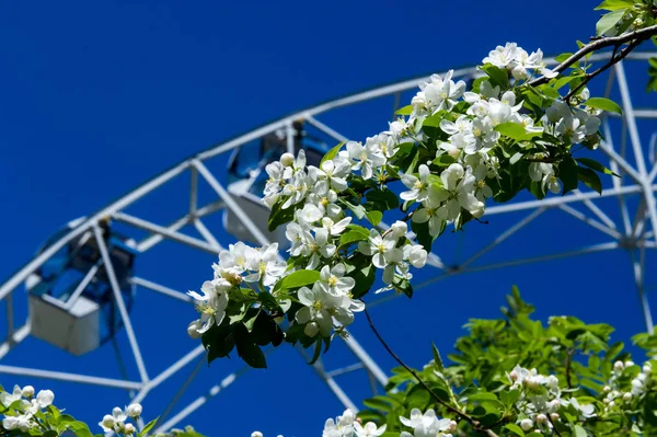 Şehir Parkı içinde dönme dolap. Kırmızı Dev dönme dolap ile berrak mavi gökyüzünün yarısı. Büyük vintage dalgalanmalar 