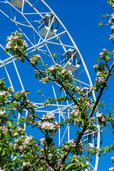 Şehir Parkı içinde dönme dolap. Elma ağaçlarının çiçeklenme. Kırmızı dev dönme dolap ile berrak mavi gökyüzünün yarısı. Büyük vintage salıncak