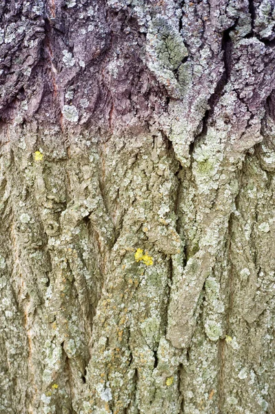 树的树皮 一块上面茎和根的木本植物 — 图库照片