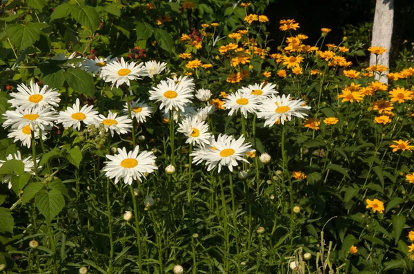 Chamomile or camomile flowers. Herbaceous plants with buds, have to-ryh petals are usually white, and the middle yellow. The drug infusion or powder from the flowers of this plant.