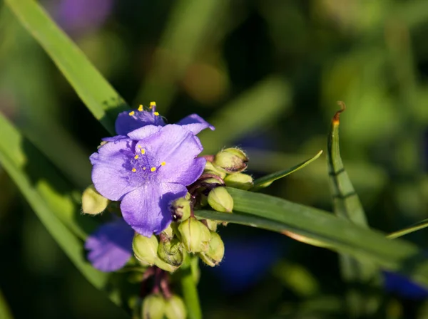 Віргінський Tradescantia Рід Названий Честь Джона Tradescant 1608 1662 Який — стокове фото