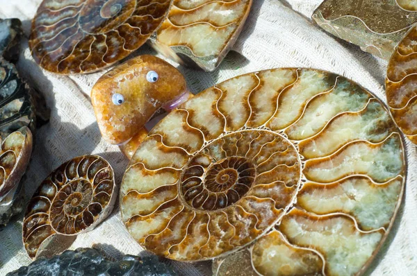 Fossil Remains Marine Life Remains Impression Prehistoric Organism Preserved Petrified — Stock Photo, Image
