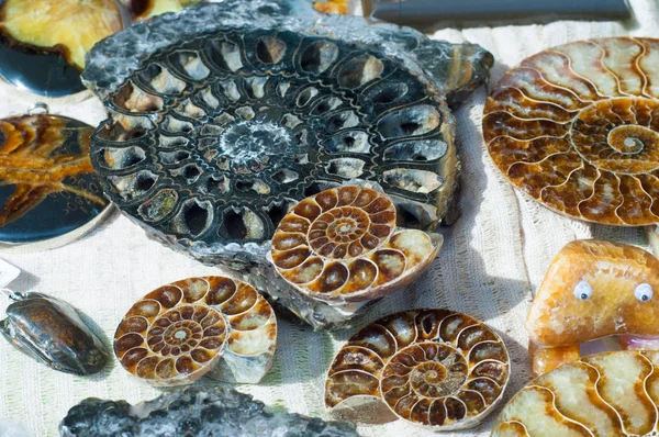 Fossil Remains Marine Life Remains Impression Prehistoric Organism Preserved Petrified — Stock Photo, Image