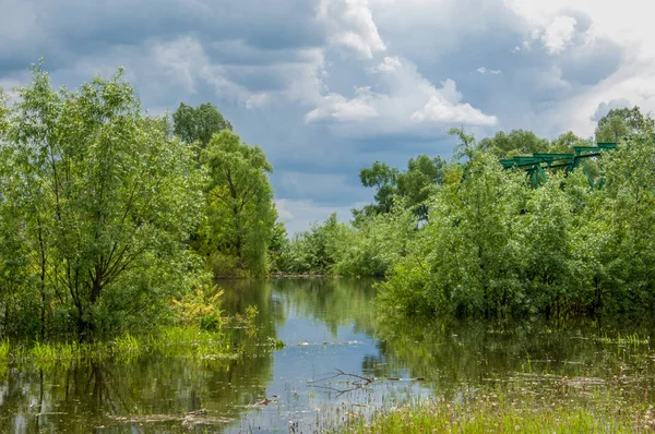 Sel. Doğal afet - sahilden kaynaklı su ile kara sel. Çalılar, ağaçlar su vardır. Sigorta yardımları alınmasından