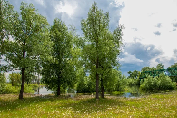 Sel. Doğal afet - sahilden kaynaklı su ile kara sel. Çalılar, ağaçlar su vardır. Sigorta yardımları alınmasından