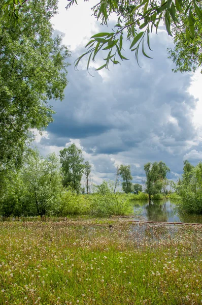 Sel. Doğal afet - sahilden kaynaklı su ile kara sel. Çalılar, ağaçlar su vardır. Sigorta yardımları alınmasından
