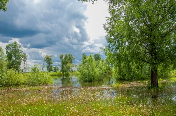 Sel. Doğal afet - sahilden kaynaklı su ile kara sel. Çalılar, ağaçlar su vardır. Sigorta yardımları alınmasından