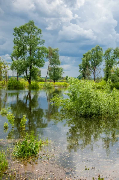 Sel. Doğal afet - sahilden kaynaklı su ile kara sel. Çalılar, ağaçlar su vardır. Sigorta yardımları alınmasından