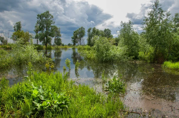 Sel. Doğal afet - sahilden kaynaklı su ile kara sel. Çalılar, ağaçlar su vardır. Sigorta yardımları alınmasından