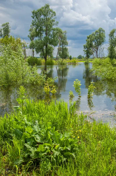 Sel. Doğal afet - sahilden kaynaklı su ile kara sel. Çalılar, ağaçlar su vardır. Sigorta yardımları alınmasından