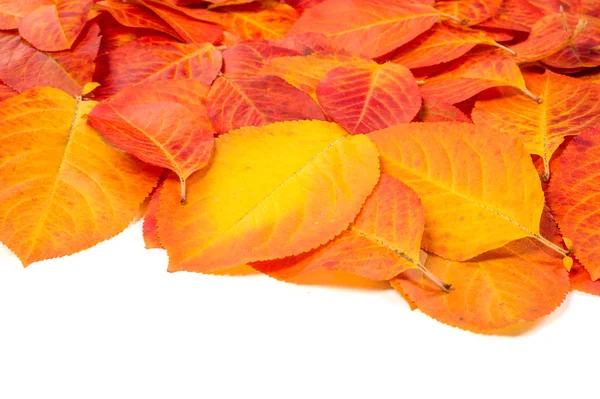 Doku, arka plan, desen. Kırmızı yaprakları. Sonbahar boyama. arka planını sonbahar yaprakları