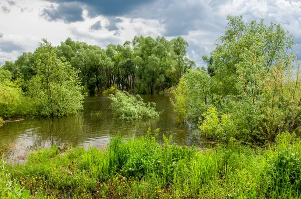 Sel. Doğal afet - sahilden kaynaklı su ile kara sel. Çalılar, ağaçlar su vardır. Sigorta yardımları alınmasından