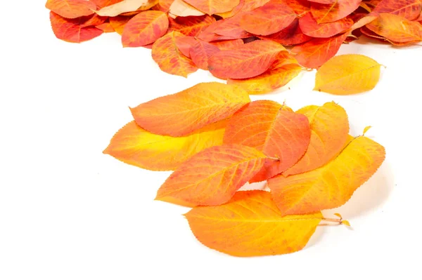 Textur Hintergrund Muster Rote Blätter Herbstfärbung Hintergrund Der Herbstblätter — Stockfoto