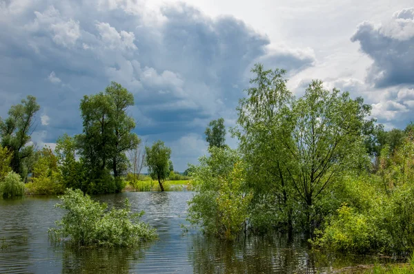 Sel. Doğal afet - sahilden kaynaklı su ile kara sel. Çalılar, ağaçlar su vardır. Sigorta yardımları alınmasından