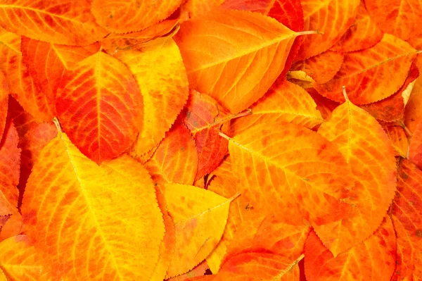 Υφή Φόντο Φαντασία Κόκκινα Φύλλα Χρωματισμός Φθινόπωρο Φόντο Φθινοπωρινά Φύλλα — Φωτογραφία Αρχείου