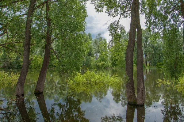 sel suları bastığında. bir sel sonucu olarak taşan su. Yüksek kaynak suyu. Baharın başlangıcı nehrinde güneşli bir günde. Bulutlar cennet. Bahar manzara. Bahar geliyor.