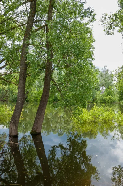 sel suları bastığında. bir sel sonucu olarak taşan su. Yüksek kaynak suyu. Baharın başlangıcı nehrinde güneşli bir günde. Bulutlar cennet. Bahar manzara. Bahar geliyor.