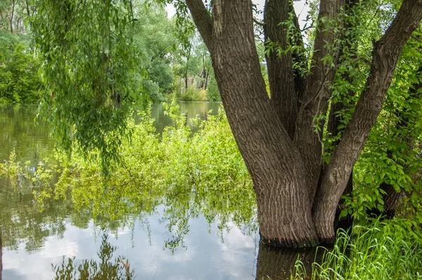 floodwaters. water overflowing as the result of a flood.  High spring water. A sunny day in the beginning of spring on the river.  Heaven with the clouds. Spring landscape. Spring is coming.