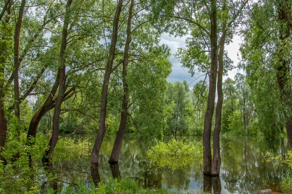 sel suları bastığında. bir sel sonucu olarak taşan su. Yüksek kaynak suyu. Baharın başlangıcı nehrinde güneşli bir günde. Bulutlar cennet. Bahar manzara. Bahar geliyor.