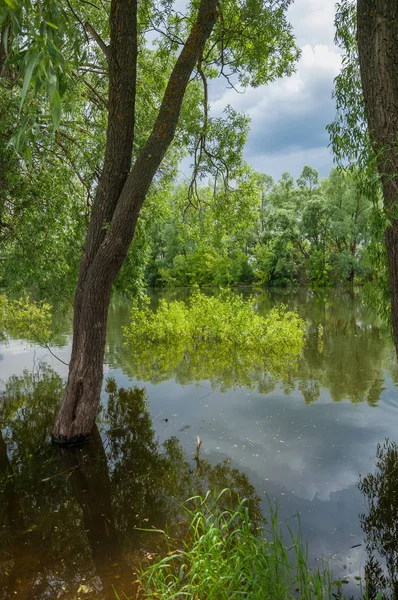 sel suları bastığında. bir sel sonucu olarak taşan su. Yüksek kaynak suyu. Baharın başlangıcı nehrinde güneşli bir günde. Bulutlar cennet. Bahar manzara. Bahar geliyor.