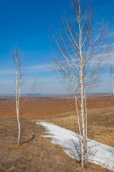 Wiosenny Krajobraz Ostatni Śnieg Polu Wiosną Pagórkowaty Teren Drzewa Bez — Zdjęcie stockowe